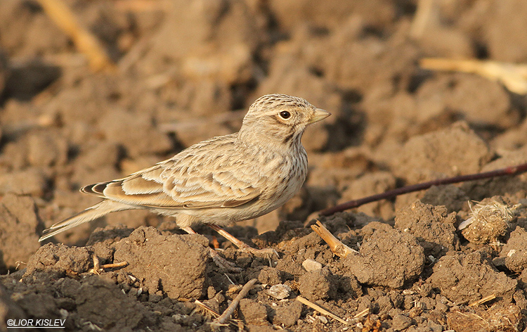 Lesser Short-toed Lark  Calandrella rufescens  , the Btecha( Jordan river delta)November 2013, Lior Kislev